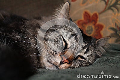 Sweet Dreams Sleeping Cat