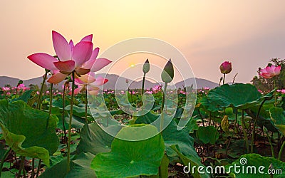 Sweet pink lotus lake