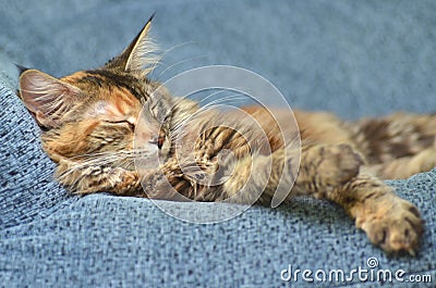 Sweet young maine coon cat while sleeping
