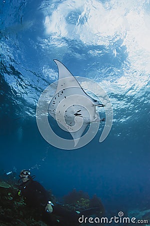 Swimming Manta Ray under water on blue background