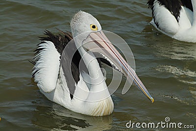 Swimming Pelican