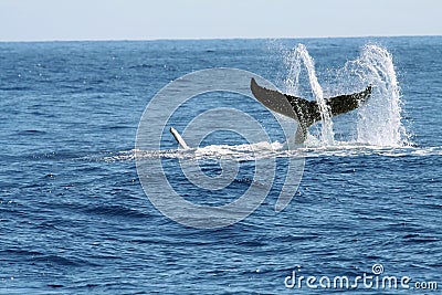 Swirling whale tail