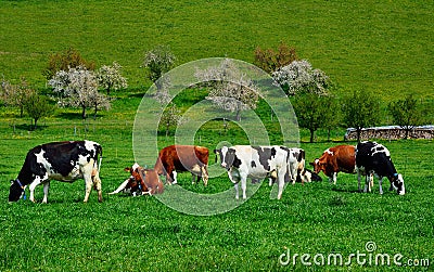Swiss cows on green Pasture