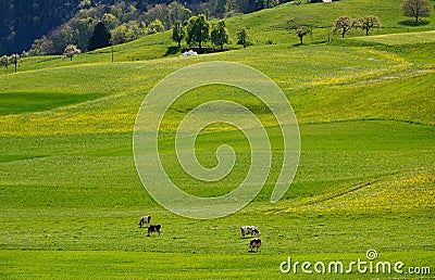 Swiss landscape countryside during spring season