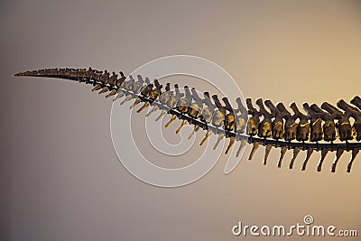 T-Rex Dinosaur Tail Skeleton
