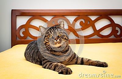 Tabby cat on bed