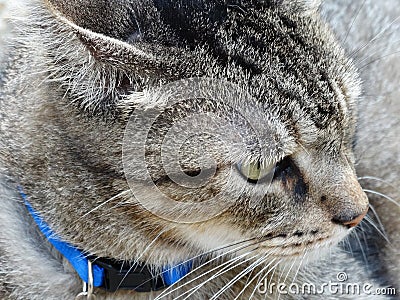 Tabby Cat Profile Close-Up Macro