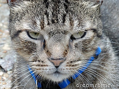 Tabby Cat with Green Eyes Close-Up Macro