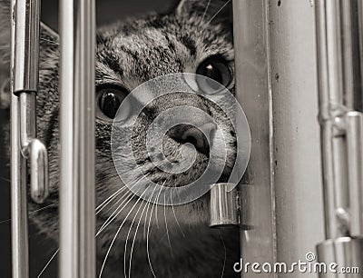 Tabby cat in a cage