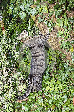 Tabby cat claws onto a tree in the garden