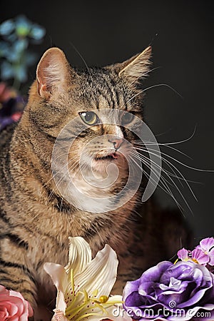 Tabby cat and flowers