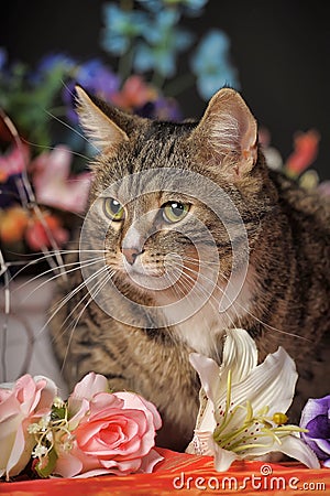 Tabby cat and flowers