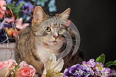 Tabby cat and flowers