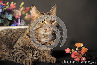 Tabby cat with flowers