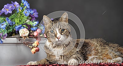 Tabby cat with flowers