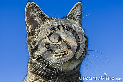 Tabby Cat