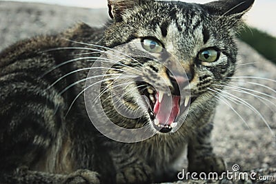 Tabby cat hissing