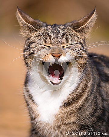 Tabby Cat Laughing