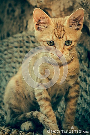 Tabby Cat looks into camera