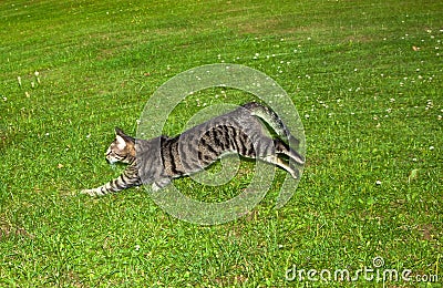 Tabby cat makes a big leap in the garden