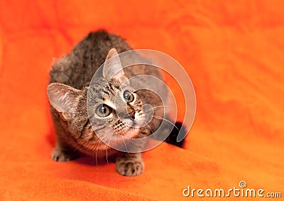 Tabby cat on orange background