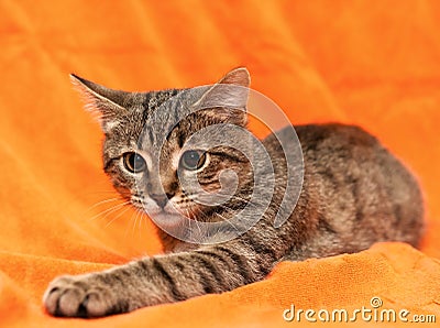 Tabby cat on orange background