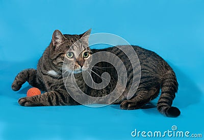 Tabby cat with orange toy ball lies on blue