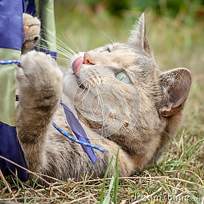 Tabby Cat Playing and Licking her Nose