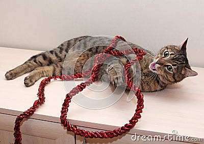 Tabby cat playing with red Christmas tree garland