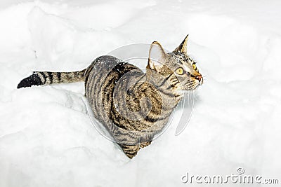 Tabby cat strolling through deep snow in winter