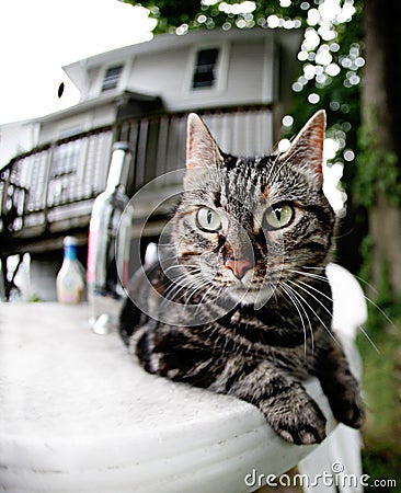 Tabby cat on a table