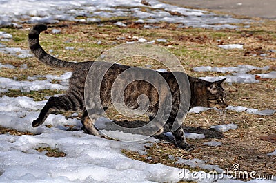 Tabby cat winter