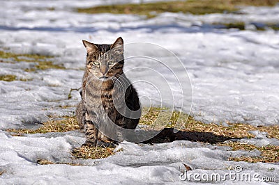 Tabby cat winter