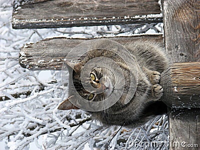 Tabby Cat with Winter Backdrop