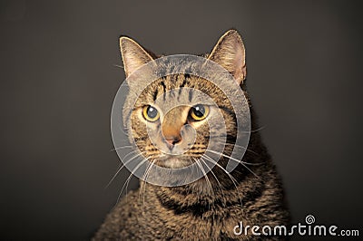 Tabby cat with yellow eyes
