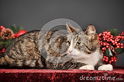 Tabby Christmas cat