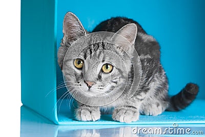 Tabby grey cat in blue cube