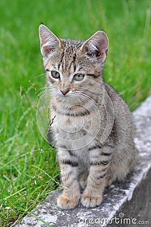 Tabby kitten in the green grass