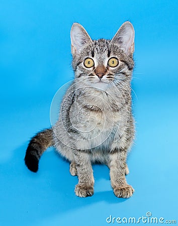 Tabby kitten with yellow eyes sitting on blue
