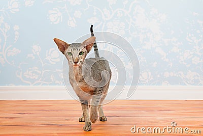 Tabby Siamese cat with vintage wall paper