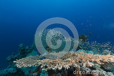 Table coral and the aquatic life in the Red Sea.