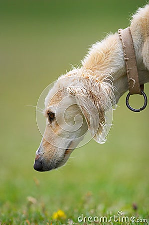 Taigan (Kyrgyz borzoi) dog head