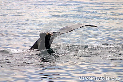 Tail fin of a gray whale in Atlantic