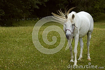 Tail Flick - Arabian Horse