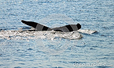 Tail of whale in sea