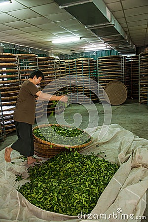 Taiwan s Chiayi City, Long Misato territory of a tea factory workers are hanging Oolong tea (tea first process: dry tea)