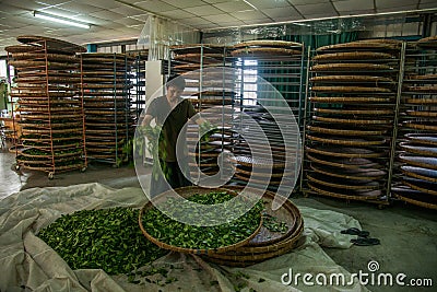 Taiwan s Chiayi City, Long Misato territory of a tea factory workers are hanging Oolong tea (tea first process: dry tea)