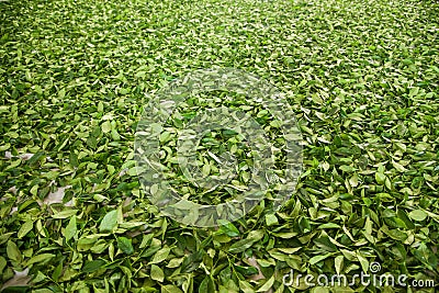 Taiwan s Chiayi City, Long Misato territory of a tea factory workers are hanging Oolong tea (tea first process: dry tea)