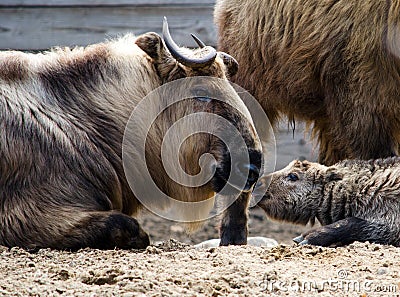 Takin baby kisses dad