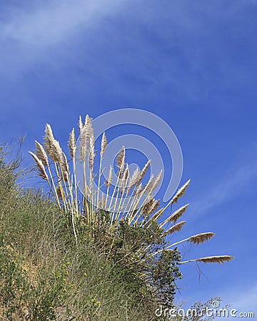 Tall grass and sky on Angel Island California